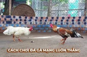 Hướng Dẫn Chơi Đá Gà Sabong VVVWin Từ A Đến Z Cho Người Mới