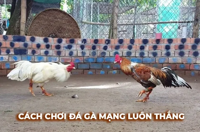 Hướng Dẫn Chơi Đá Gà Sabong VVVWin Từ A Đến Z Cho Người Mới 1 Hướng Dẫn Chơi Đá Gà Sabong VVVWin Từ A Đến Z Cho Người Mới